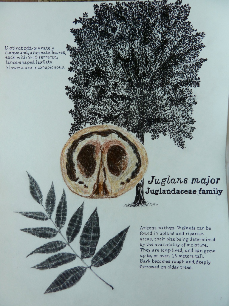 Ilustration of a walnut tree, nut, and leaves with natural history notes
