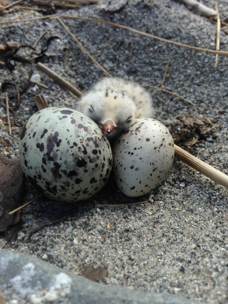 Least Tern chick with one Least Tern egg and one Common Tern egg.