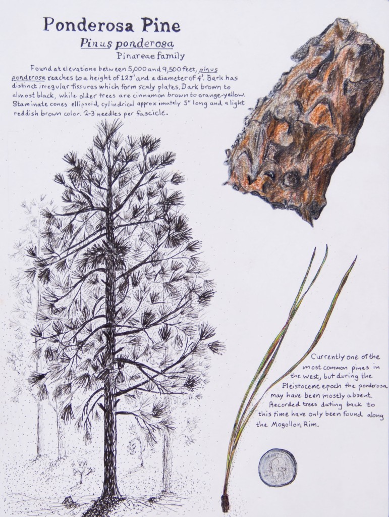 Scientific illustration of Pondersosa Pine feating bark, needle and whole tree.