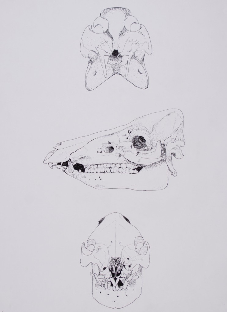 Scientific illustration of horse skull from three angles.