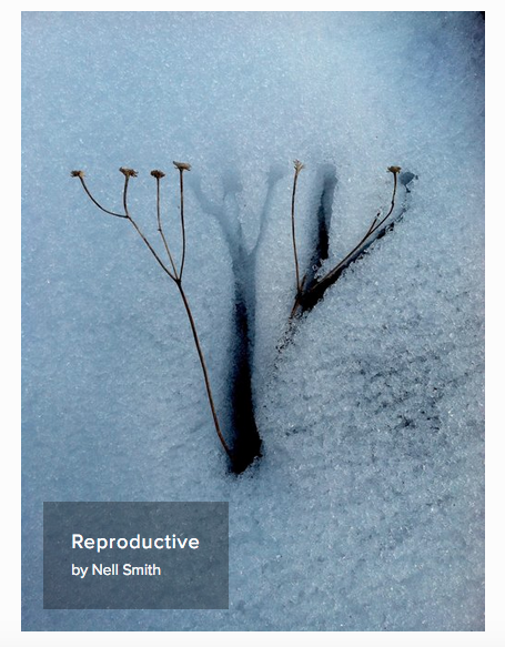 Reproductive from The Fourth River